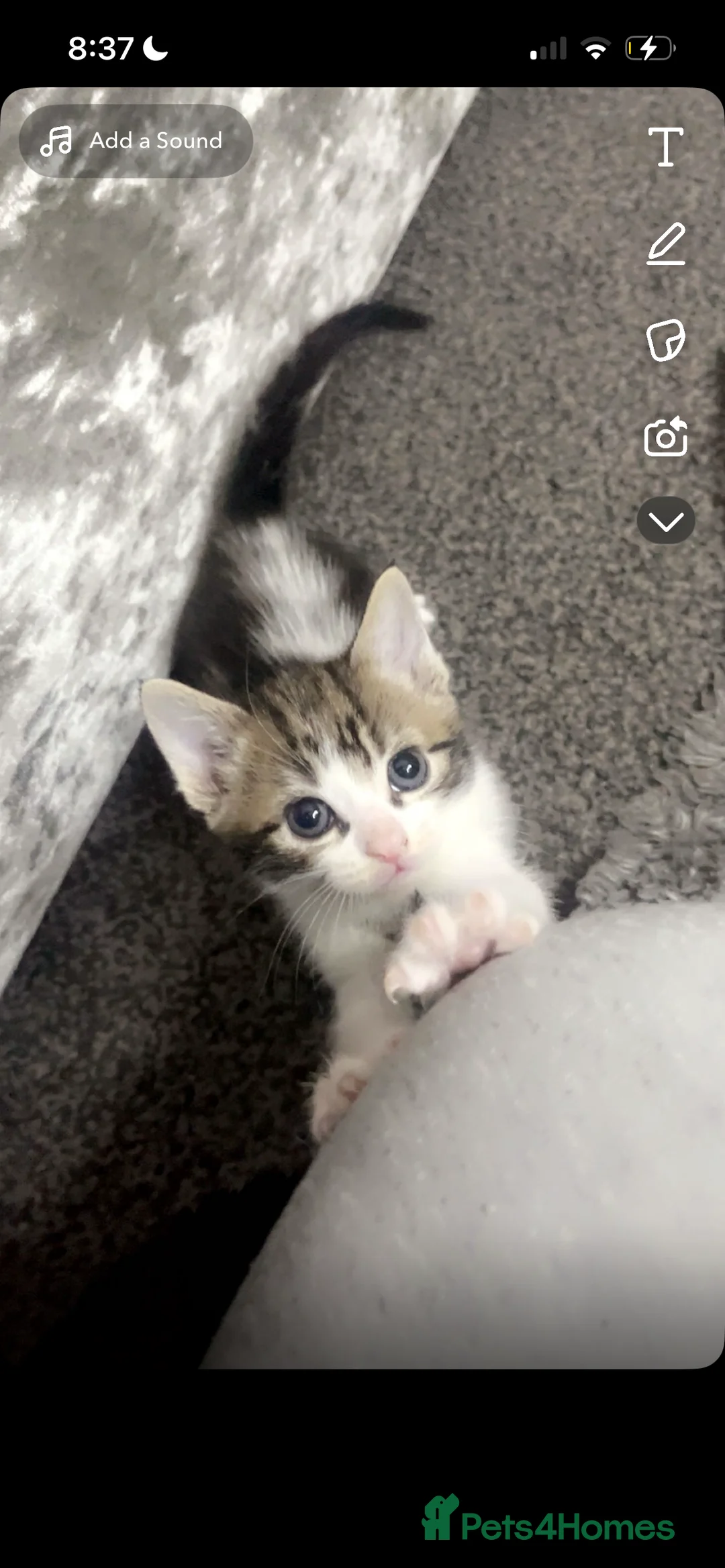 Mixed Breed cats for sale: CUTE KITTENS FOR SALE - Advert 17