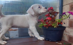 Boxer dogs for sale: KC Registered and ONLY 4 Left! See my 5* reviews - Image 23
