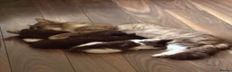 Maine Coon cats for sale: Maine coon cross kitten - Advert 8