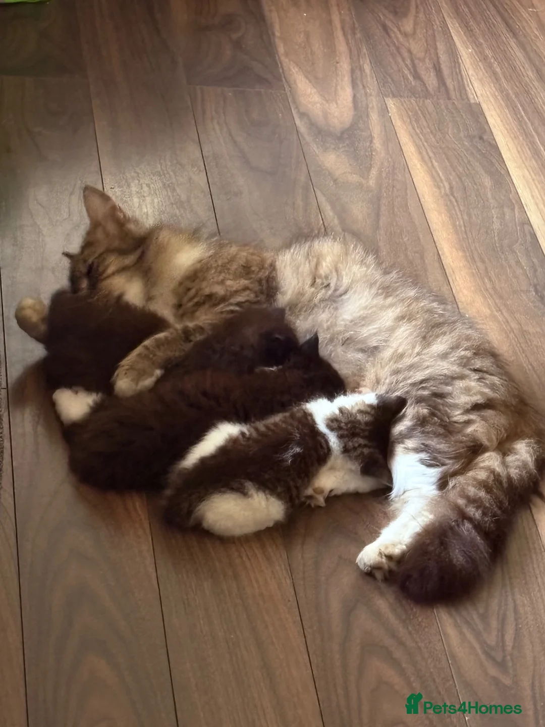 Maine Coon cats for sale: Maine coon cross kitten - Advert 8