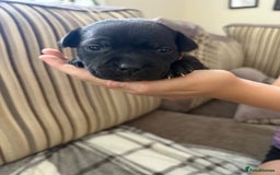 Staffordshire Bull Terrier dogs for sale: 8 Staffordshire Bull Terriers  - Image 18