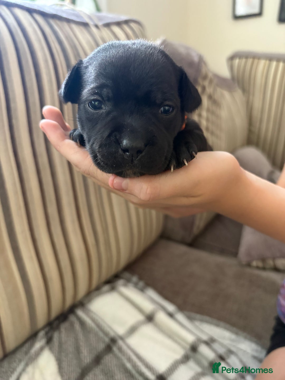Staffordshire Bull Terrier dogs for sale: 8 Staffordshire Bull Terriers  - Image 18