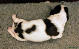 English Springer Spaniel dogs for sale: English Springer puppy *READY NOW* - Image 22