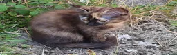 Mixed Breed cats for sale: Beautiful Kittens  - Advert 2