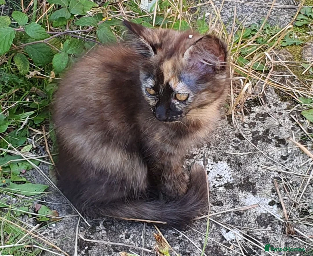 Mixed Breed cats for sale: Beautiful Kittens  - Advert 2
