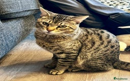British Longhair cats for sale: FREE: re-home tortoise shell and tabby  - Image 5