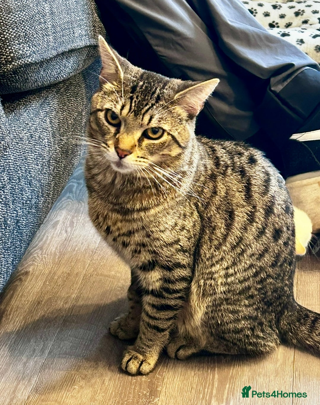 British Longhair cats for sale: FREE: re-home tortoise shell and tabby  - Image 5