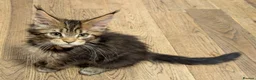 Maine Coon cats for sale: 🏆 Champion Sired Maine Coon Kittens – TICA - Advert 16