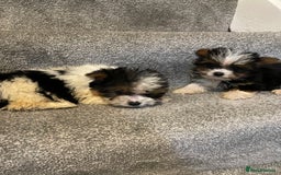 Biewer Terrier dogs for sale:  **  Biewer Terrier Babies Available 🥰 - Image 9