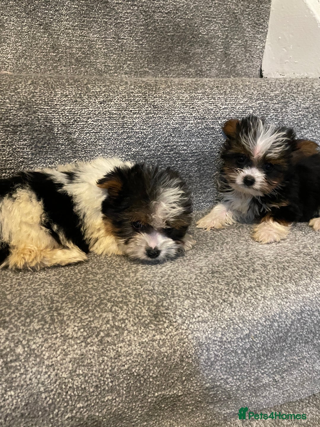 Biewer Terrier dogs for sale:  **  Biewer Terrier Babies Available 🥰 - Image 9