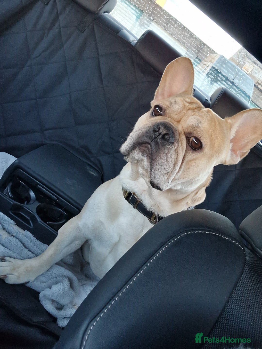 French Bulldog dogs for stud: Rocko - Image 5