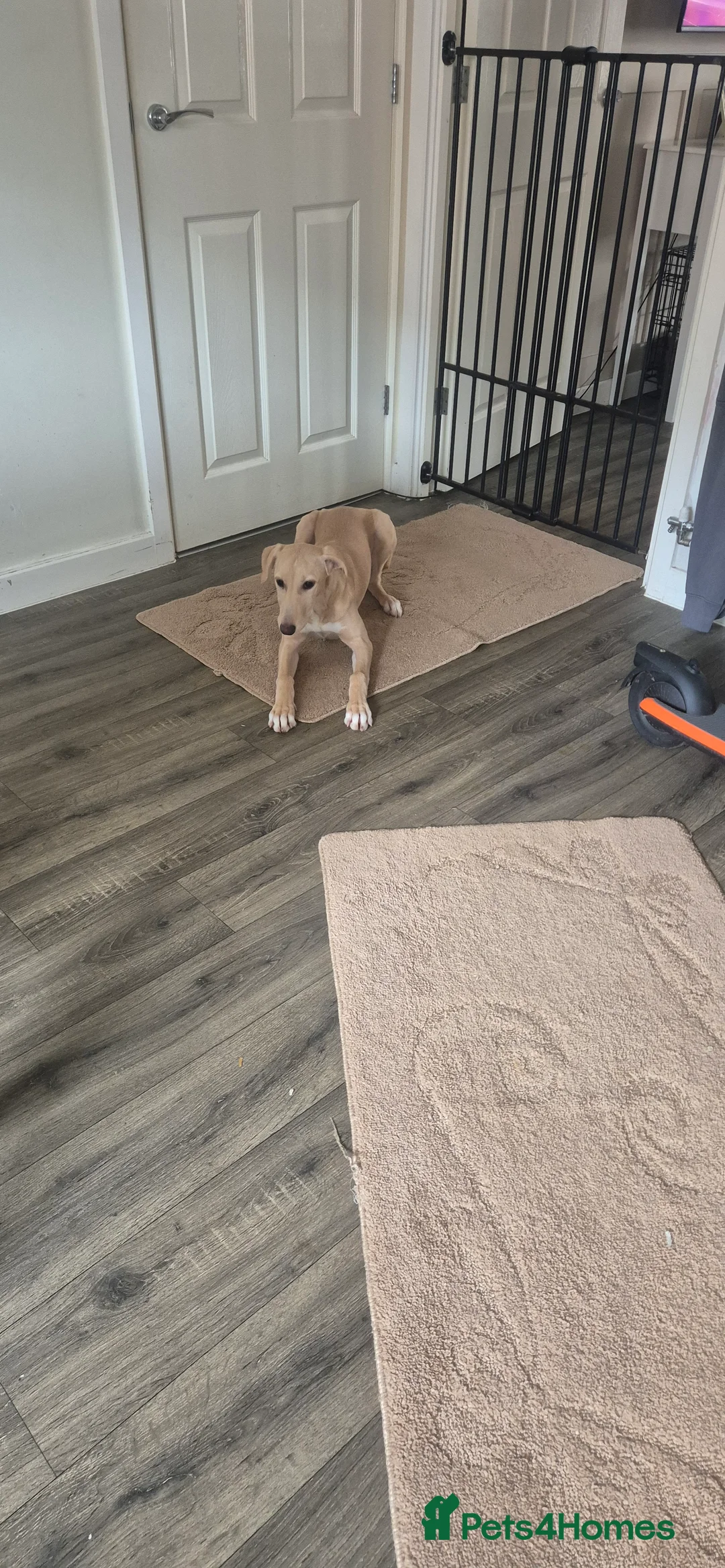 Mixed Breed dogs for sale: Saluki whippet x weaton greyhound - Advert 4