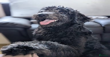 Goldendoodle dogs - Advert 2