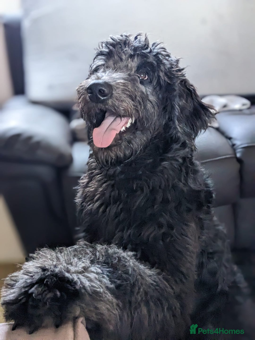 Goldendoodle dogs for stud: Frankie doodle for stud only.   - Image 2