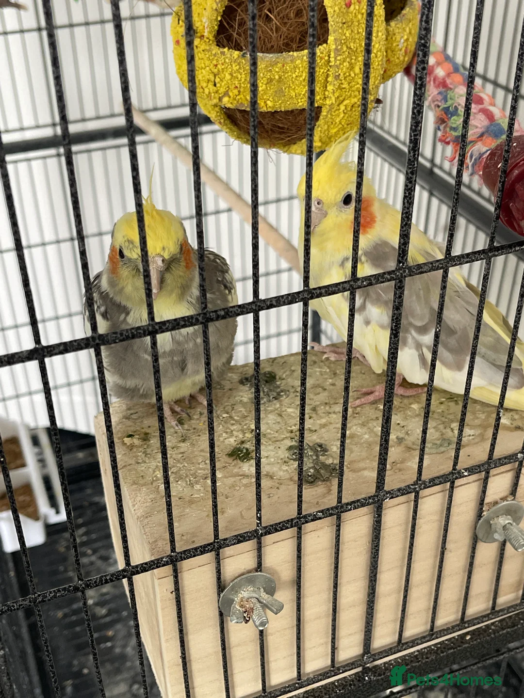 Cockatiels birds for sale: Cocktails for sale - Advert 1