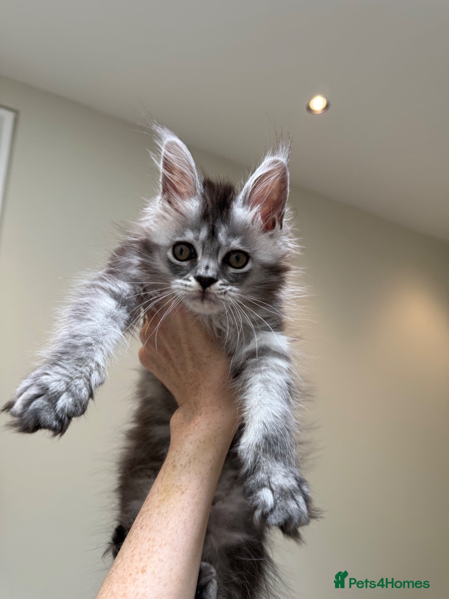 Maine Coon cats 💗RARE💗Imported lines, exceptional MC kittens😻⭐️ - Advert 2