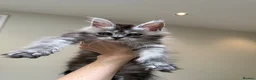 Maine Coon cats for sale: 💗RARELY AVAILABLE💗Imported Champion Bloodlines⭐️ - Advert 3