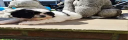 Shihpoo dogs for sale: Gorgeous puppies looking for there forever homes - Advert 14