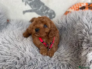 Cavapoochon dogs Stunning boys and girls - Advert 6