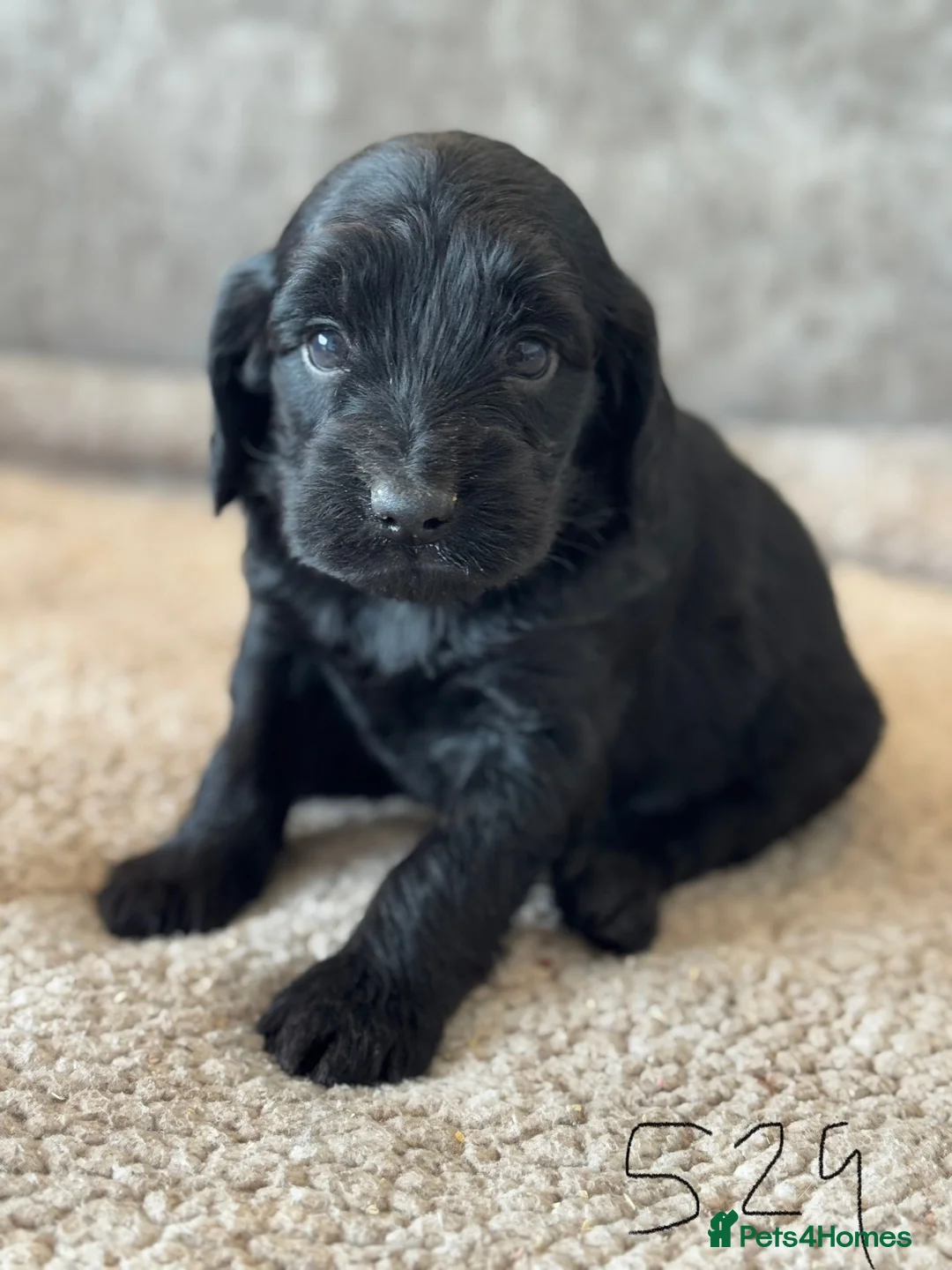 Cockapoo dogs for sale: CURLY F1 COCKERPOO - Advert 10