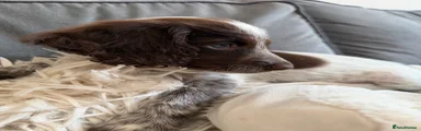 Cockapoo 1