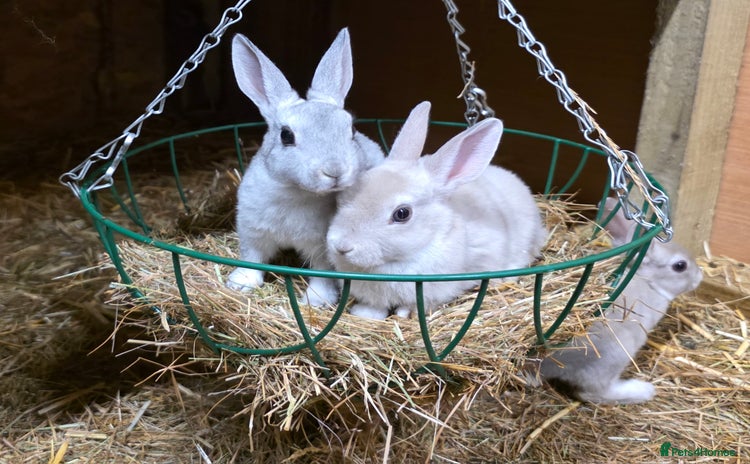 Rex rabbits - Advert 9