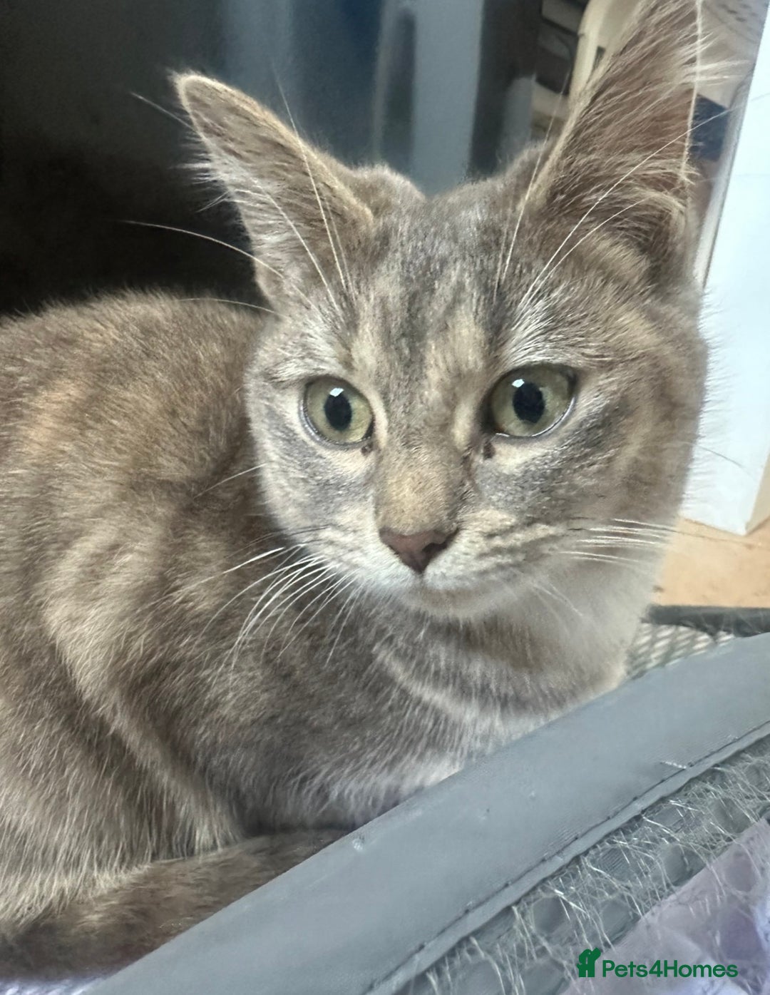 Mixed Breed cats for sale: Beautiful Kittens Looking for Loving Homes - Advert 2