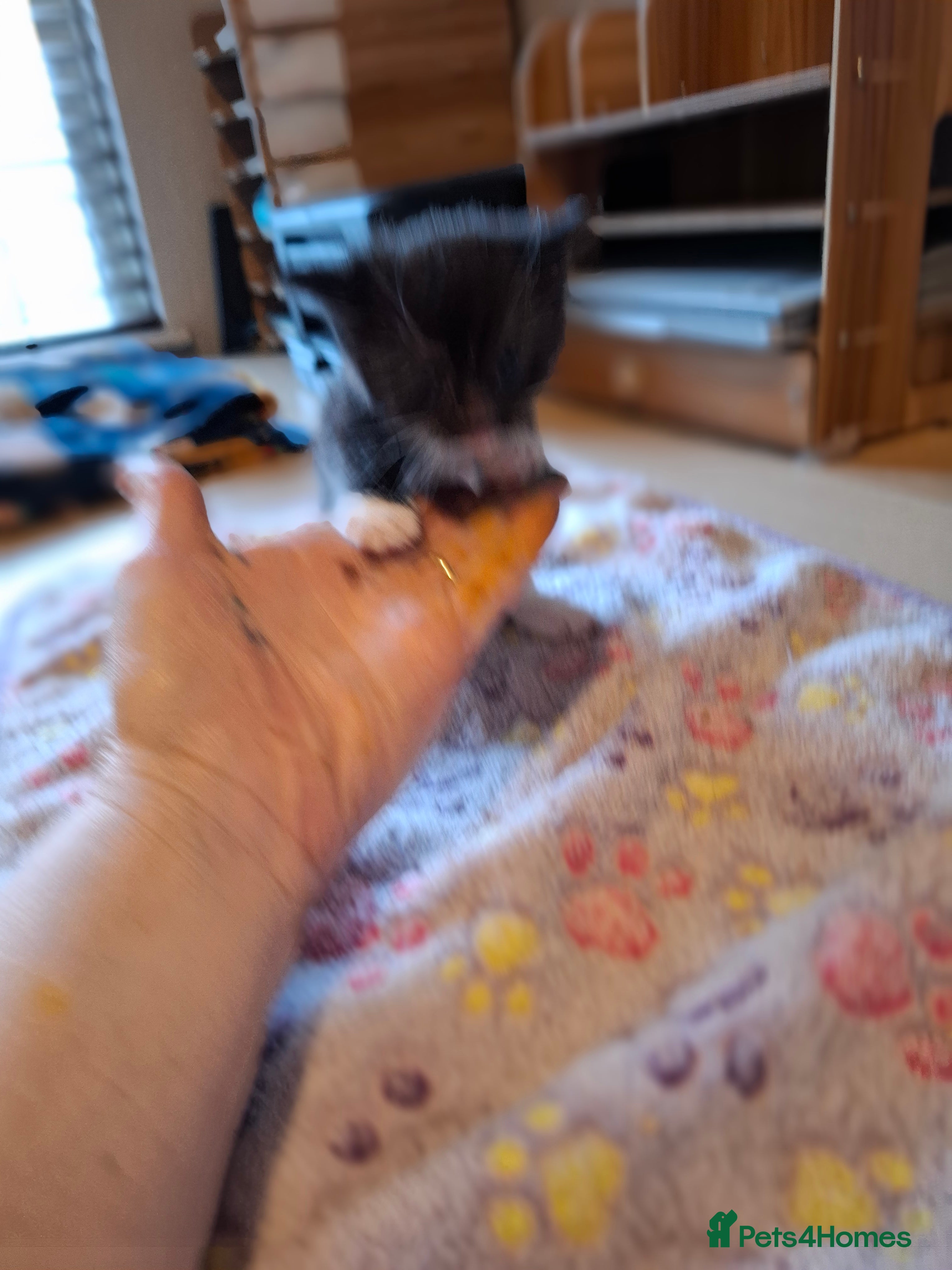 Mixed Breed cats for sale: Cookies kittens  - Advert 2