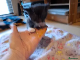 Mixed Breed cats for sale: Cookies kittens - Advert 2