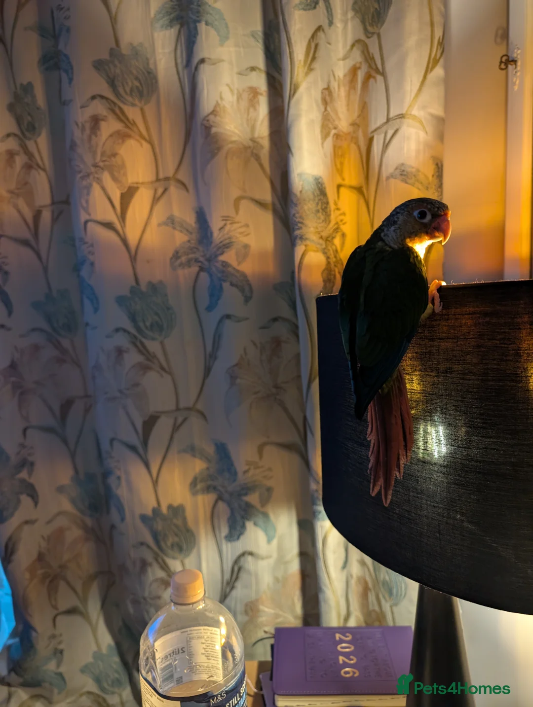 Conures birds for sale: Female pineapple conure - Advert 5