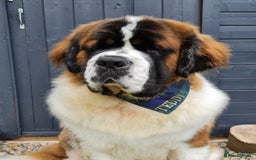 Saint Bernard dogs for stud: Stunning KC reg saint Bernard for stud.  in Chester - Image 9