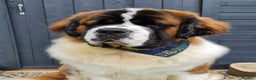 Saint Bernard dogs for stud: Outstanding KC reg saint Bernard for stud.  in Chester - Advert 9