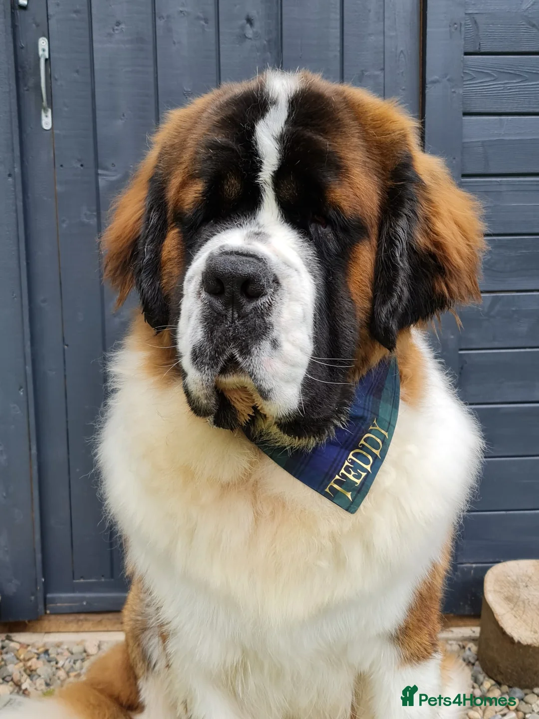 Saint Bernard dogs for stud: Outstanding KC reg saint Bernard for stud.  in Chester - Advert 9