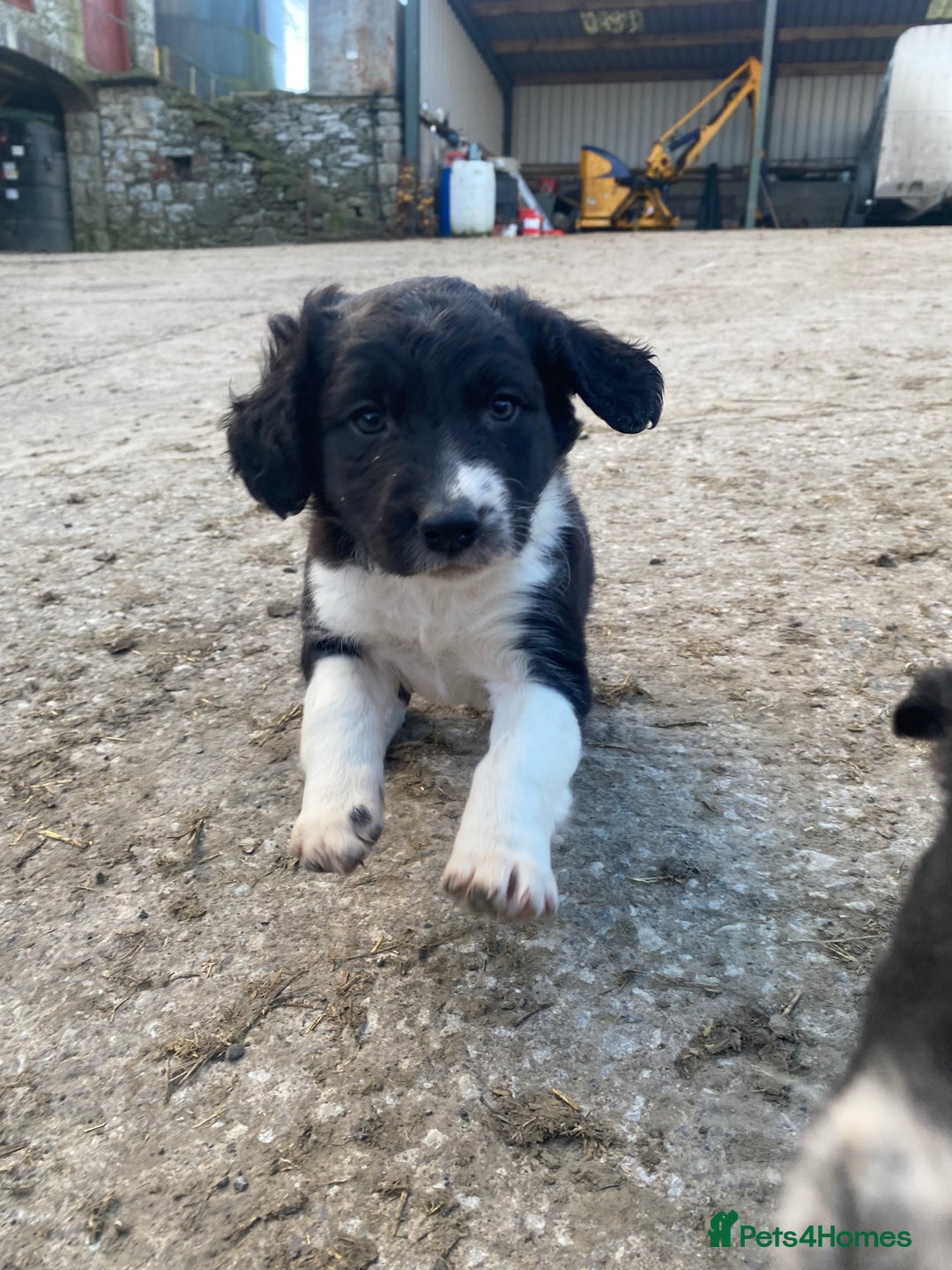 Mixed Breed dogs for sale:  4 Sprollie - Advert 8