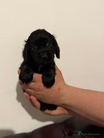 Cocker Spaniel dogs - Advert 5