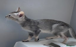 Chausie cats for sale: Savannah x Chausies - Image 10