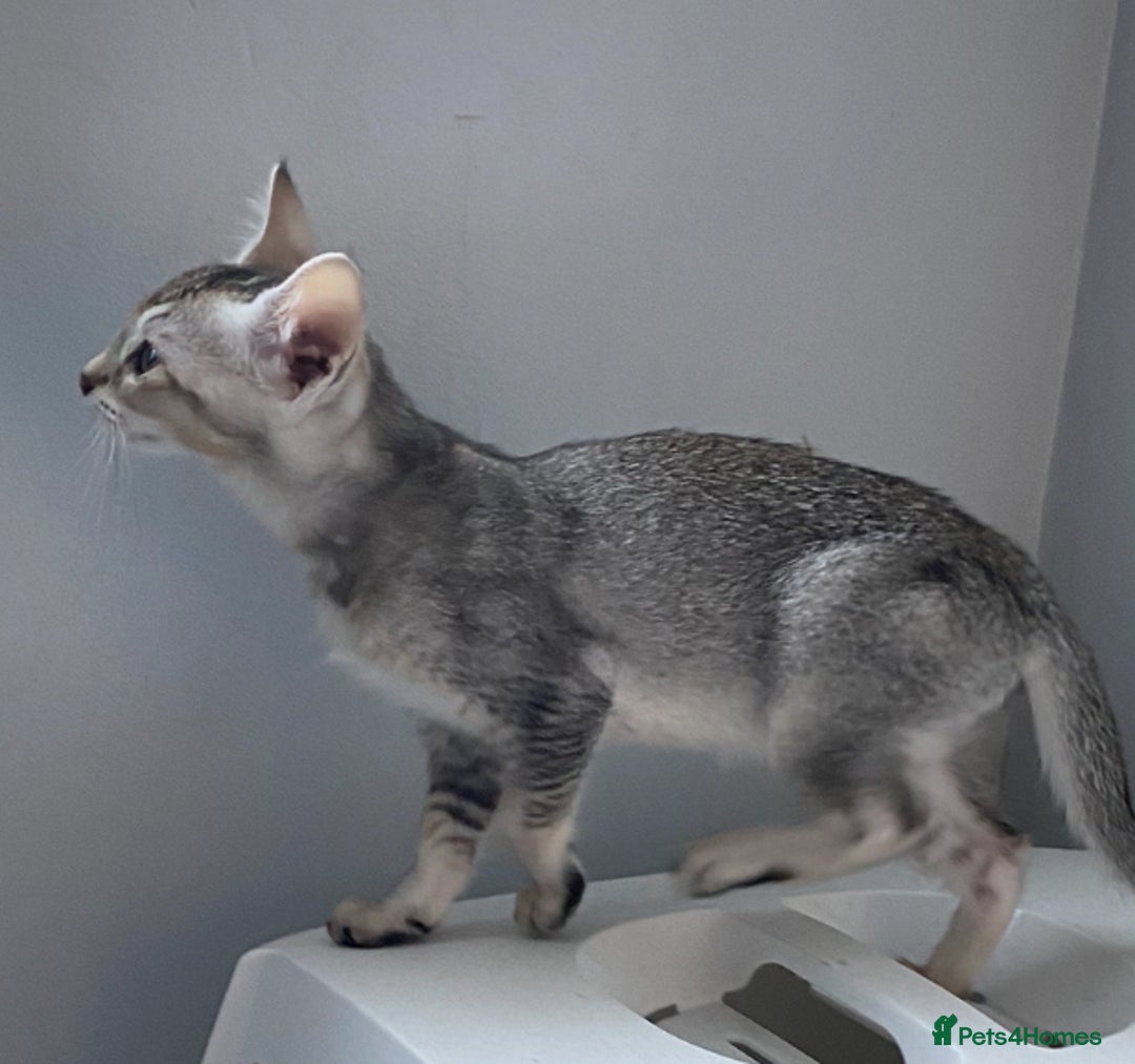 Chausie cats for sale: Savannah x Chausies - Image 10