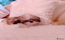 Shih Tzu dogs for sale: Shih Tzu puppies - Advert 2