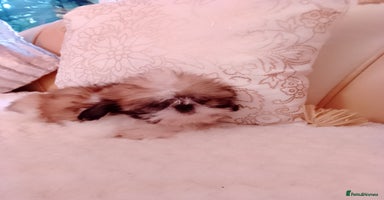 Shih Tzu dogs Shih Tzu puppies - Advert 8