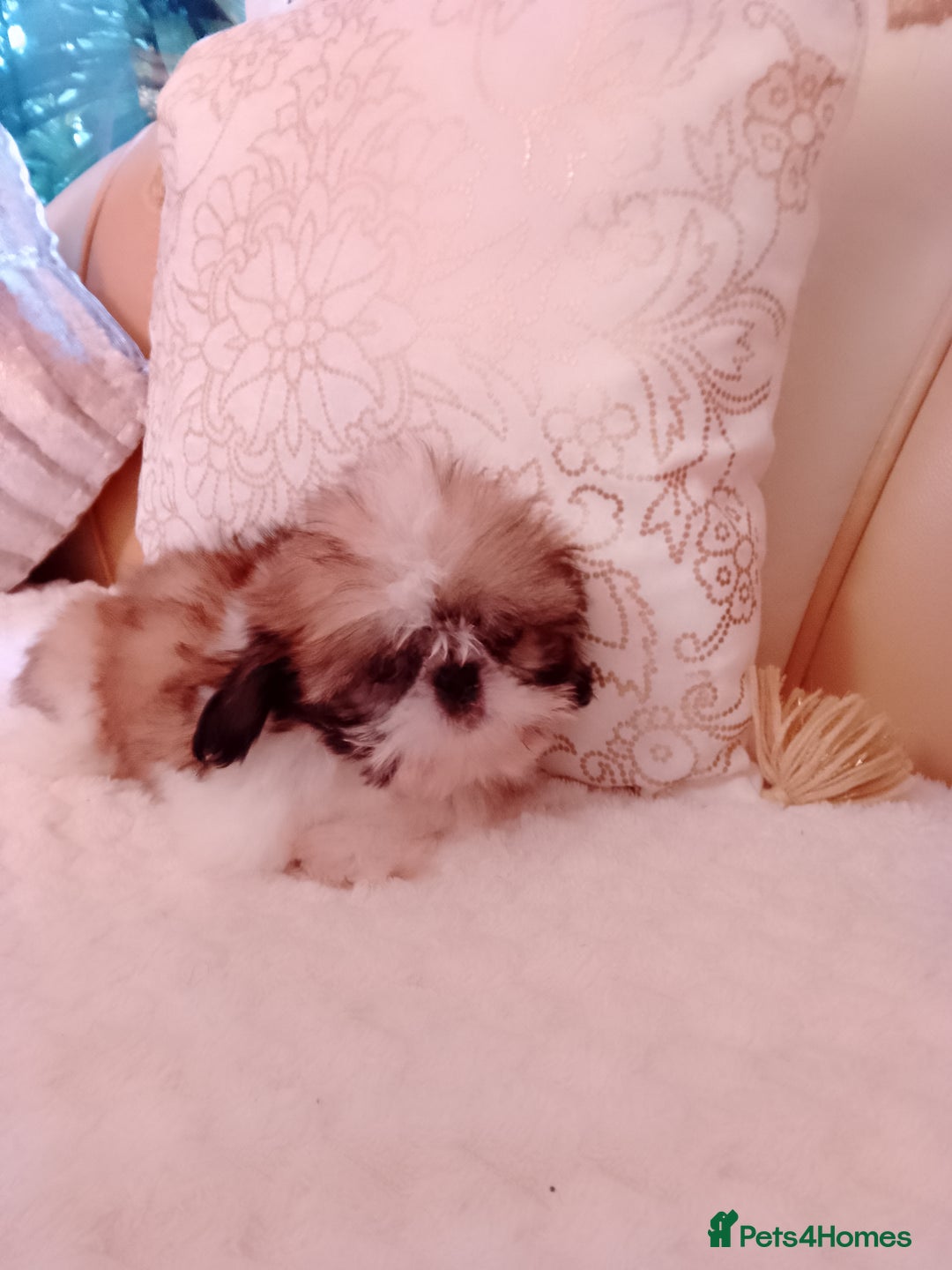 Shih Tzu dogs for sale: Shih Tzu puppies - Advert 2