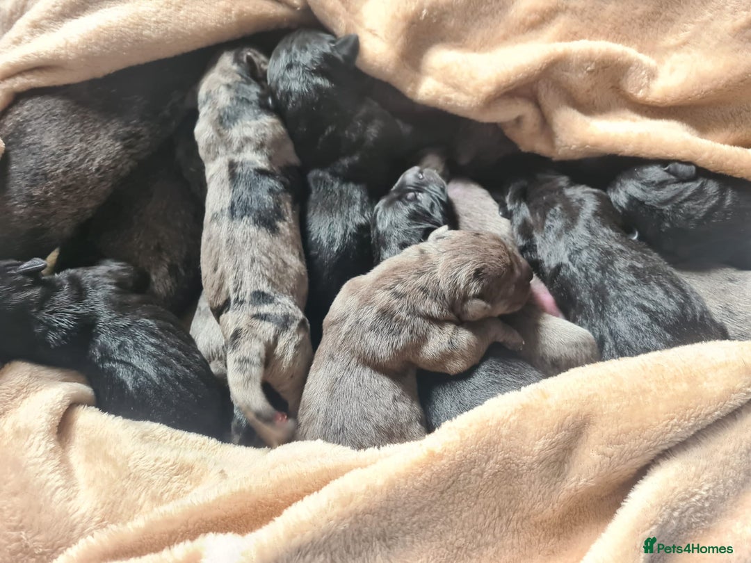 Mixed Breed dogs for sale: Harlequin cane corso X American bulldogge - Image 2