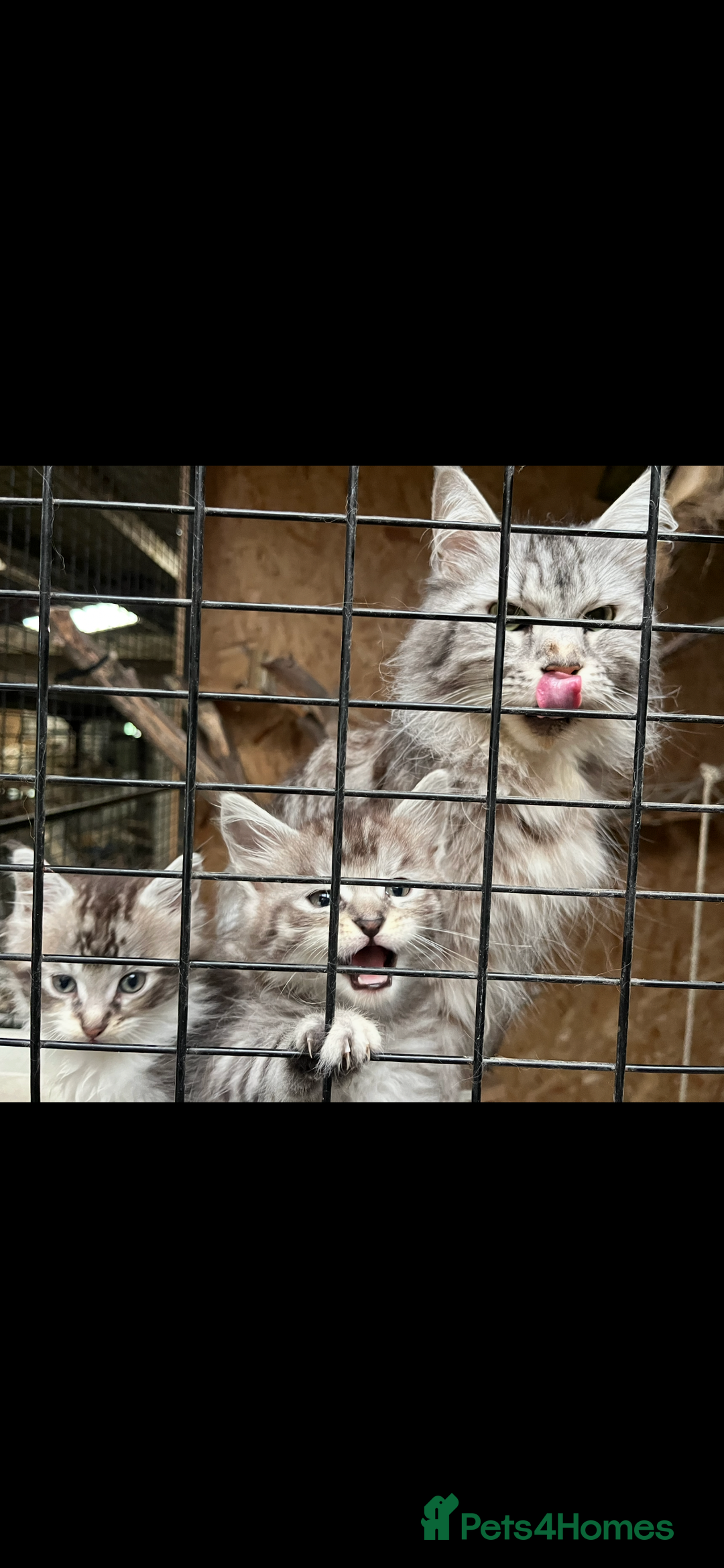 Maine Coon cats for sale: Maine coon kittens  - Image 32