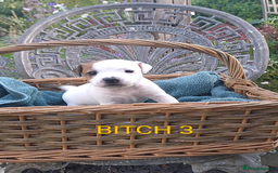 Jack Russell dogs for sale: Tremendous JRT puppies  - Image 31