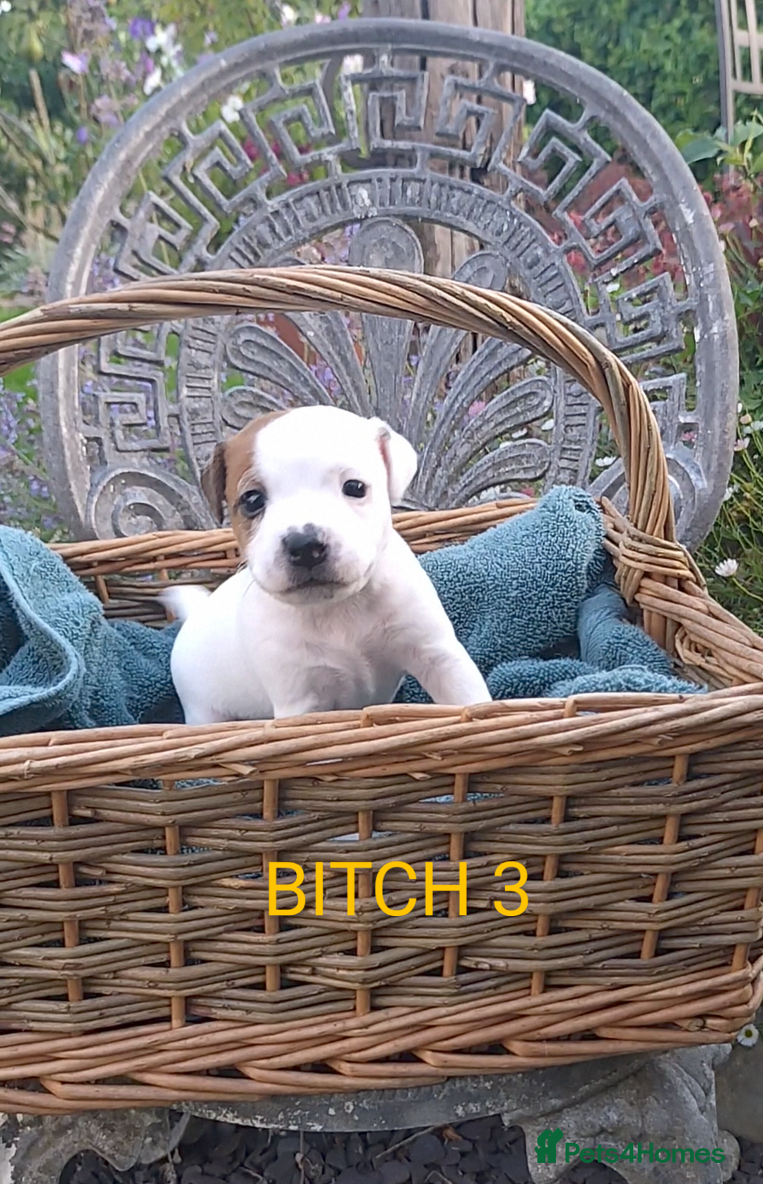 Jack Russell dogs for sale: Tremendous JRT puppies  - Image 31