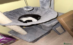 Mixed Breed cats for sale: Gorgeous kittens for sale - Advert 8