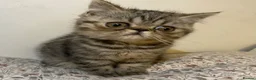 Exotic cats for sale: Exotic Persians - Advert 1