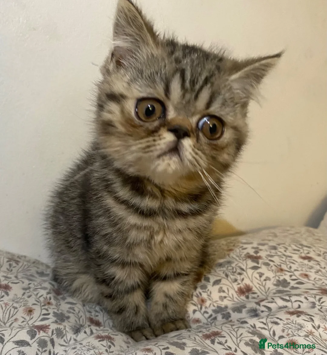 Exotic cats for sale: Exotic Persians - Advert 1