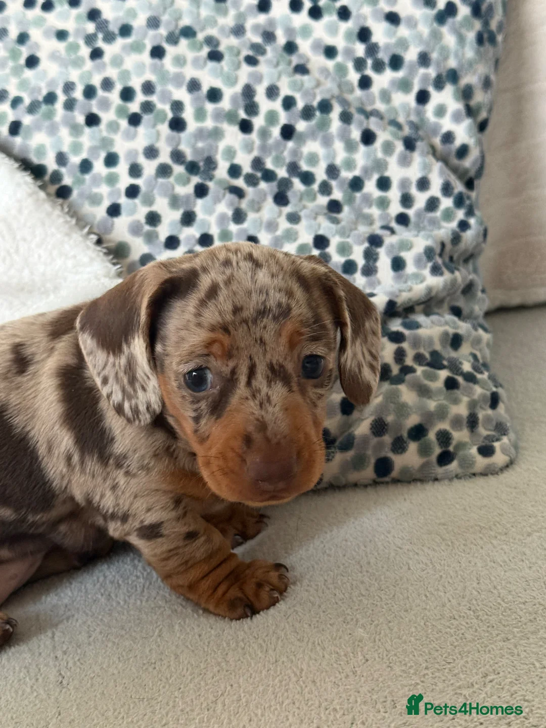 Miniature Dachshund dogs for sale: Beautiful Dapple Mini Dachshund  - Advert 1