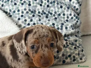 Miniature Dachshund dogs Beautiful Dapple Mini Dachshund - Advert 3