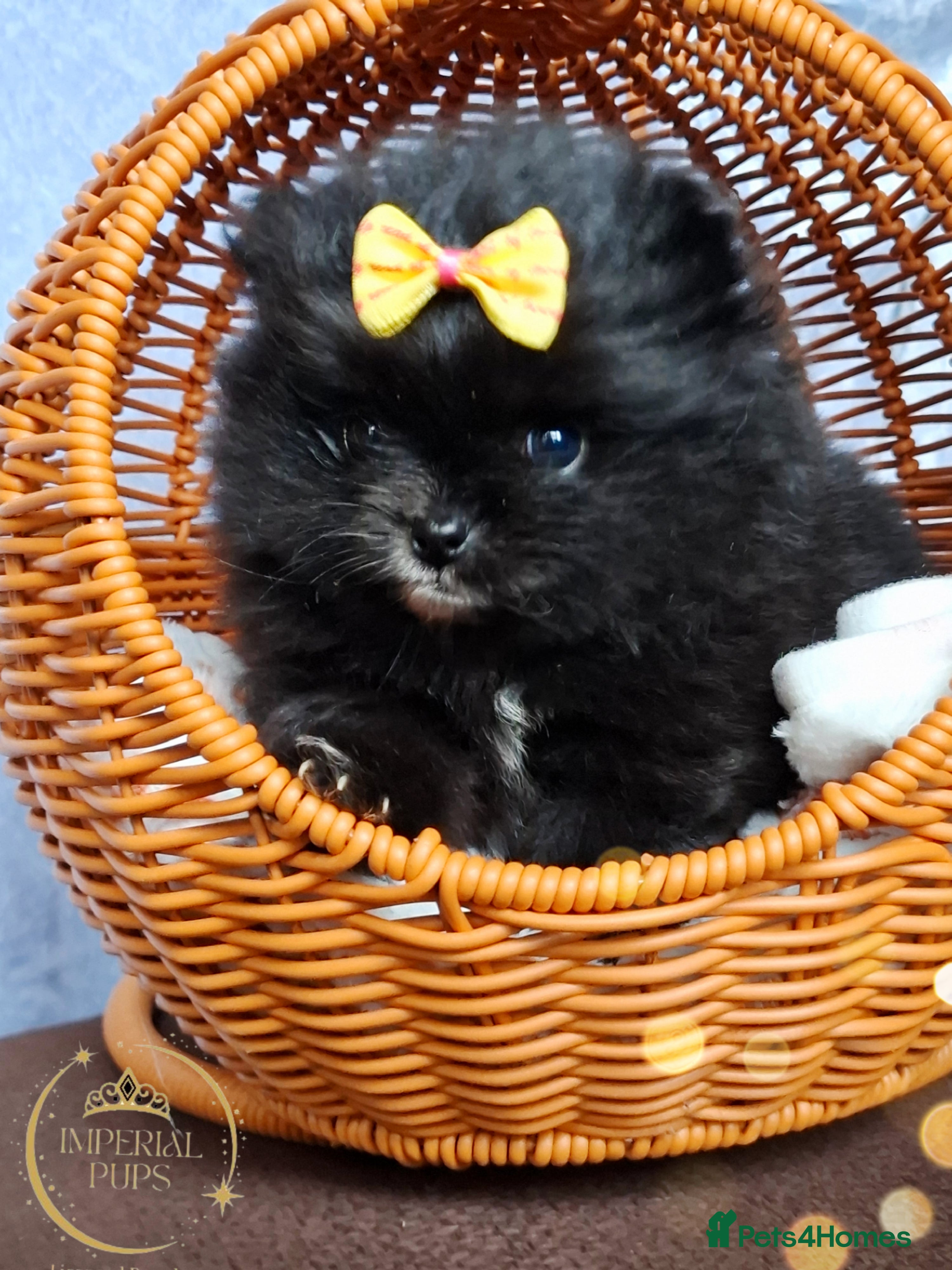 Pomeranian dogs  KC Black Exquisite Girl white marking  - Advert 1